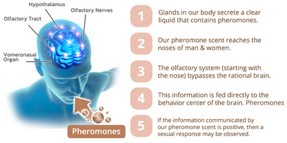 ScentSeduct™ | בושם פרומון לנשים